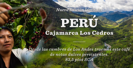 Nuevo Café Perú Cajamarca Los Cedros